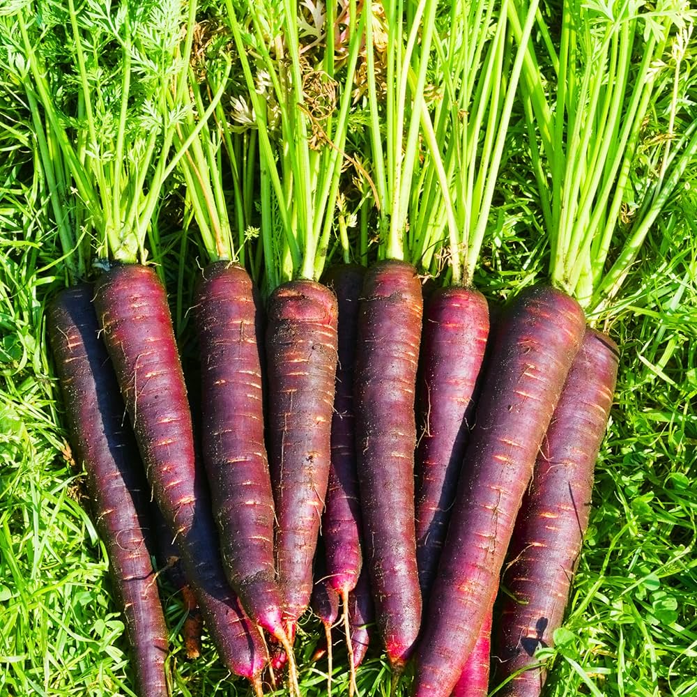 Purple Haze Carrot Seedling, Easy-to-Grow Heirloom Root Vegetable