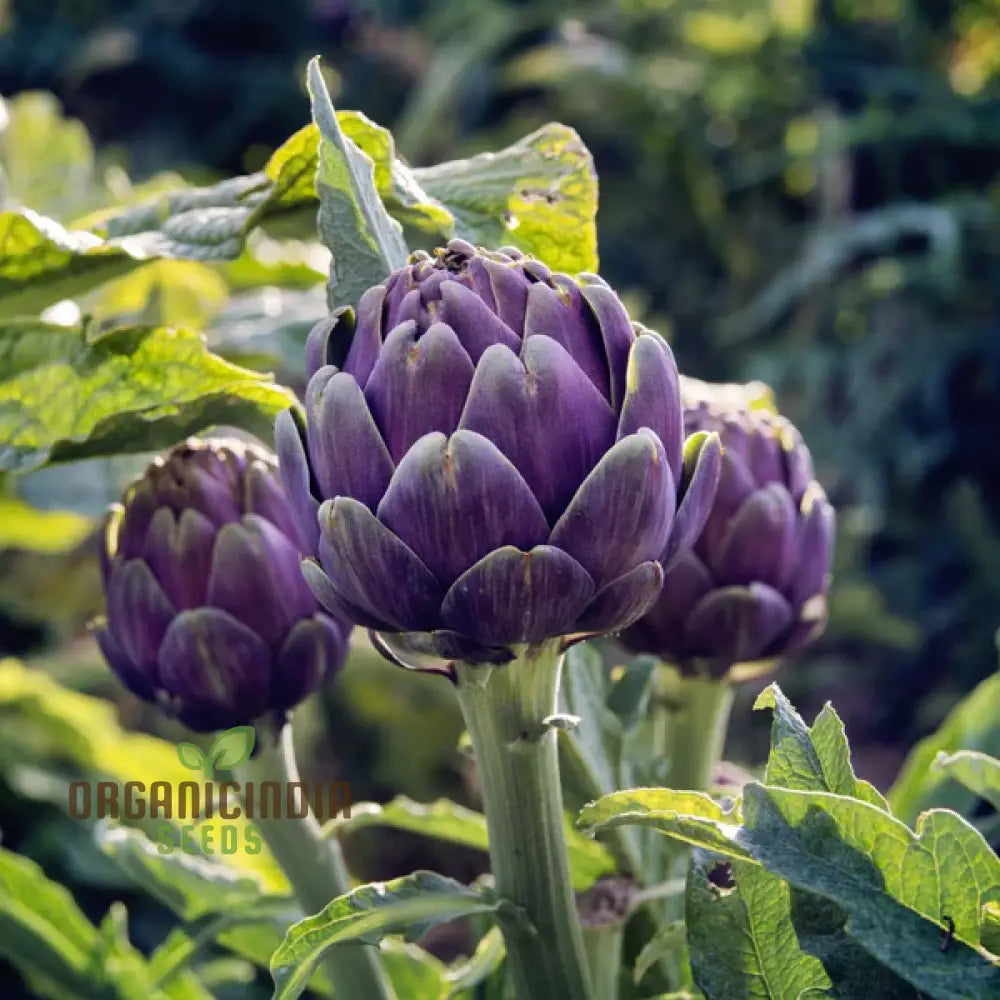 Purple Headed Artichoke Seeds for Planting, Non-GMO Variety
