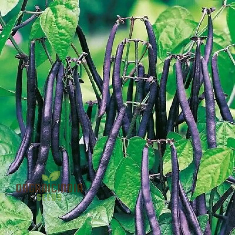 Organic Purple King Seeds for Planting, High Quality Garden Seeds