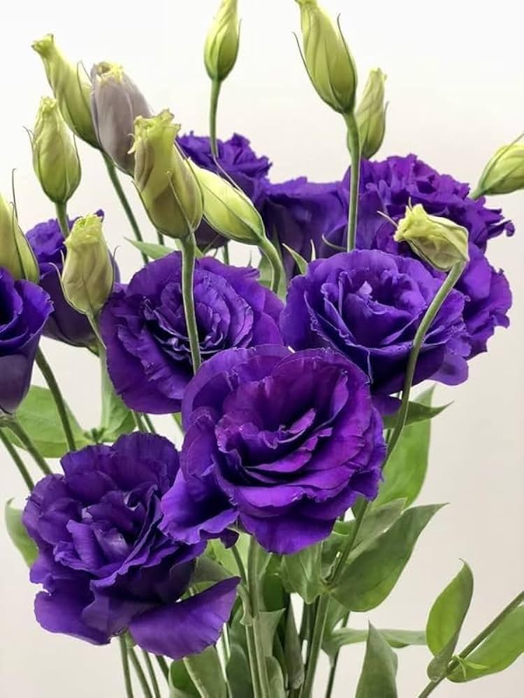 Purple Lisianthus Seeds for Beautiful Garden Beds and Borders