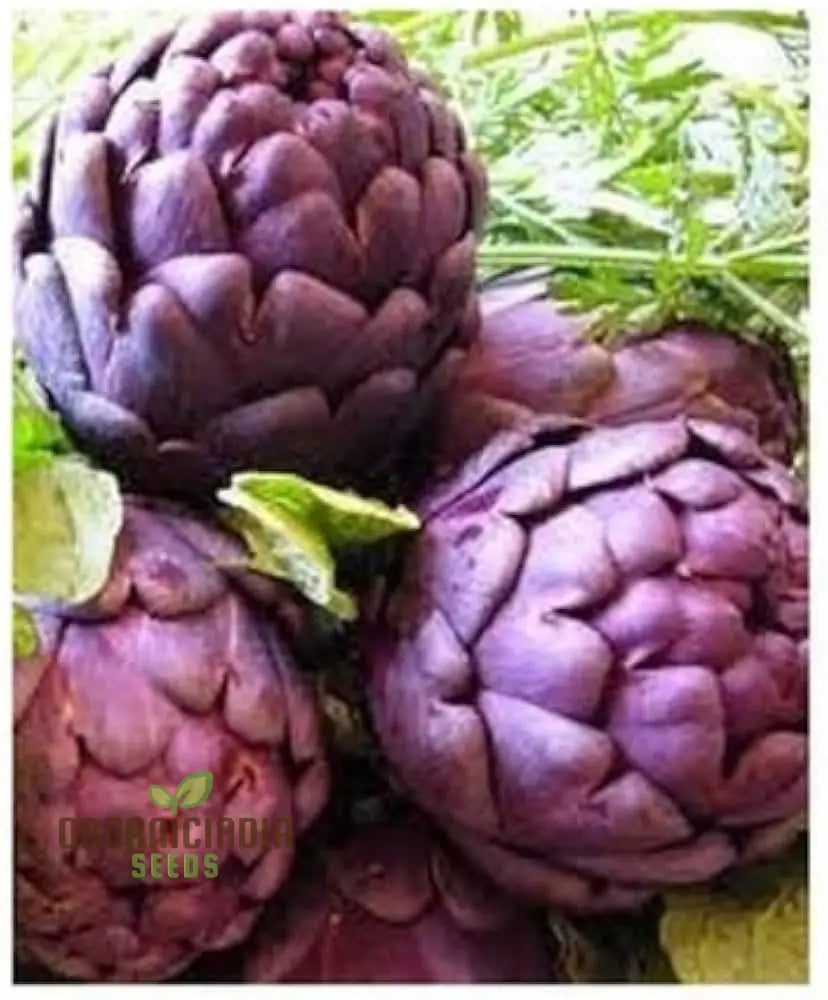 Close-up of Purple of Romagna Artichoke Heads from Seeds, Edible Gourmet Vegetable