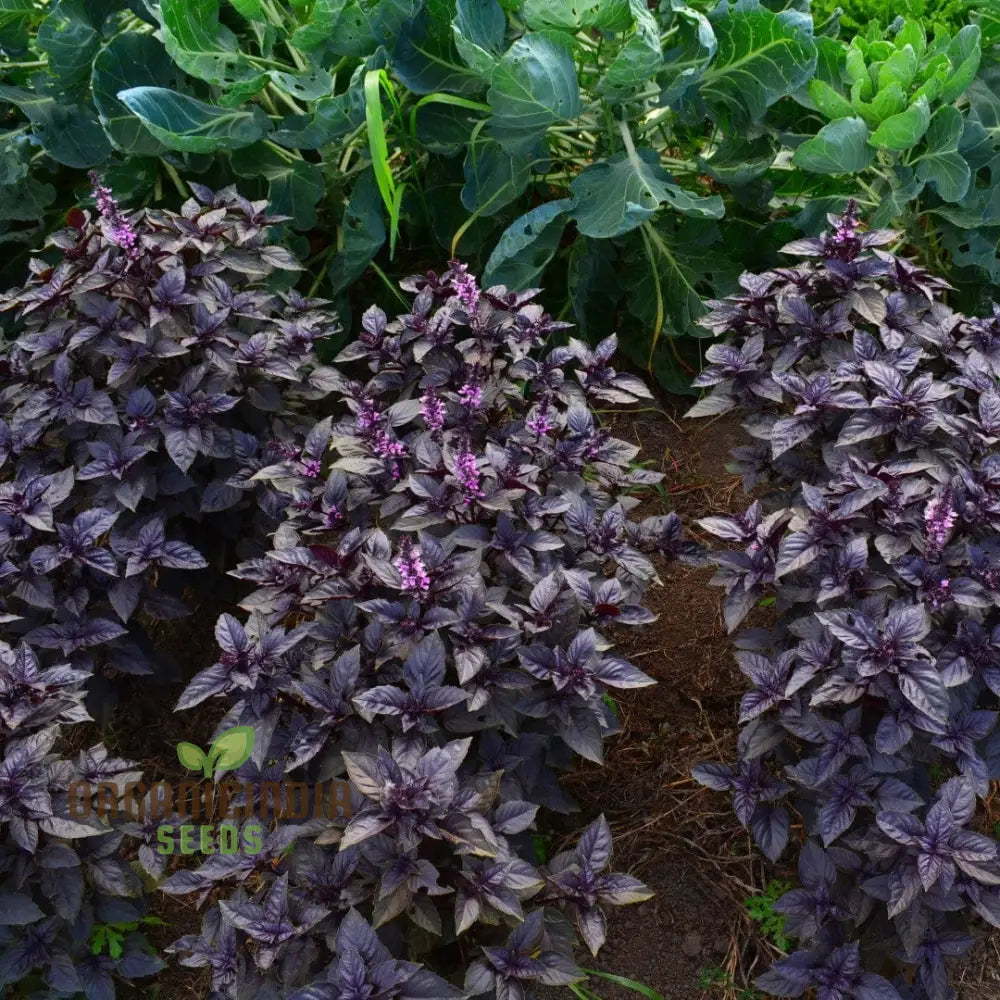 Purple Dark Opal Basil Growing in Pots and Containers