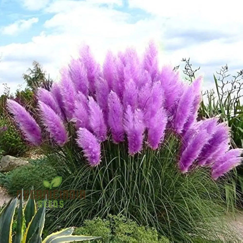 Purple Pampas Grass seeds for planting