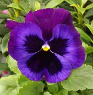 Purple Pansy Seeds for Vibrant Garden Blooms Non-GMO