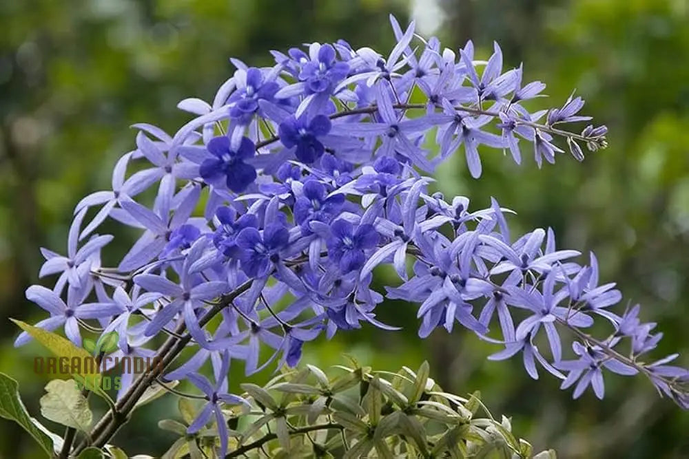 Purple Petrea Volubilis vine seeds
