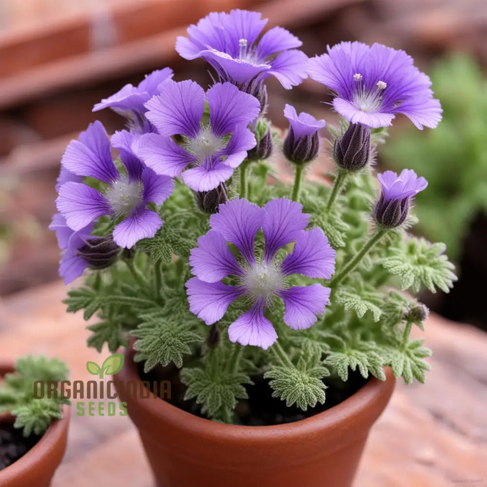 Purple Phacelia Flower Seeds – Elevate Your Gardening Experience With Vibrant Pollinator-Friendly