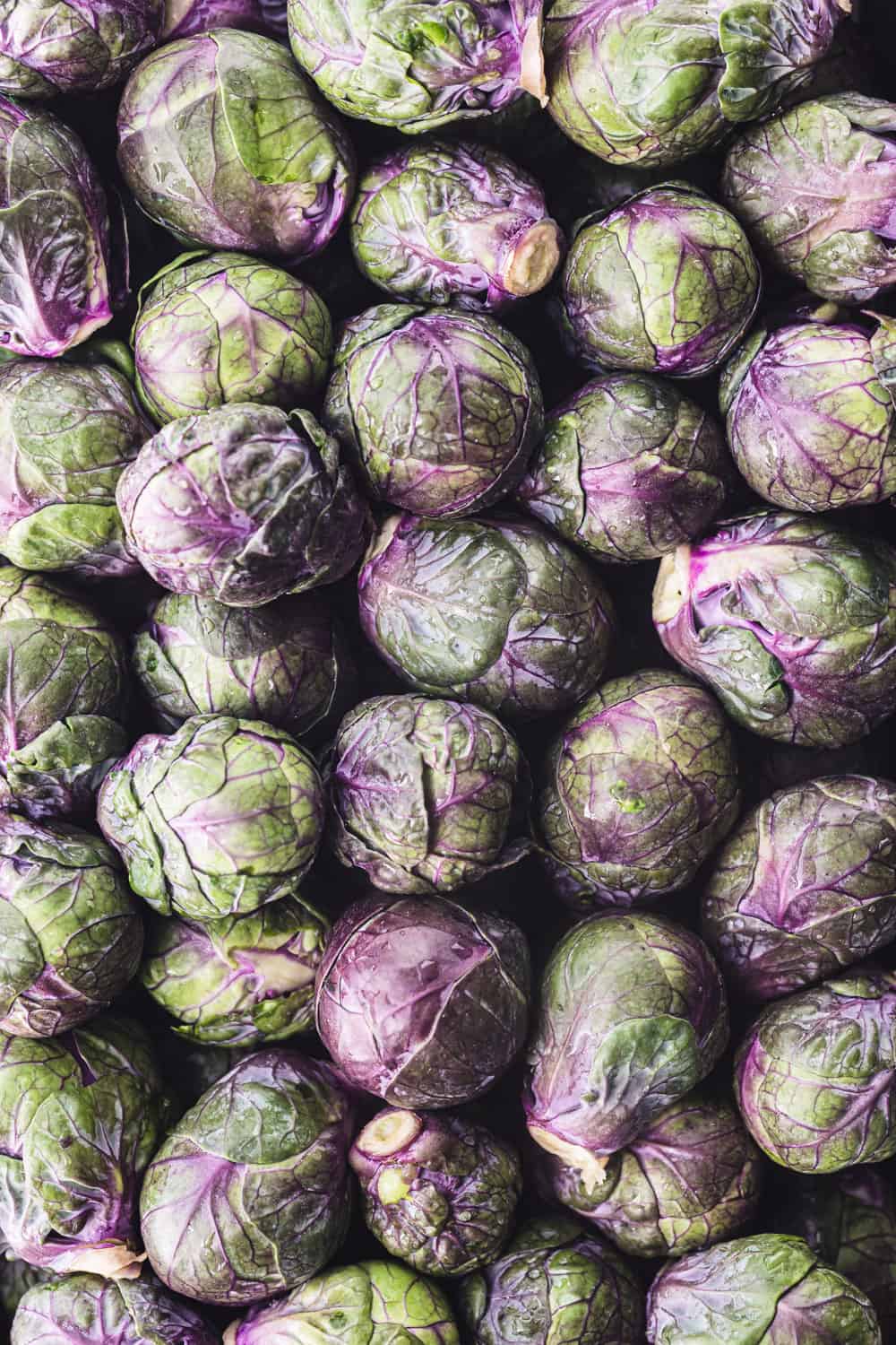 Mature Purple Red Brussels Sprout Plant from Seeds, High-Yield Home Garden Vegetable
