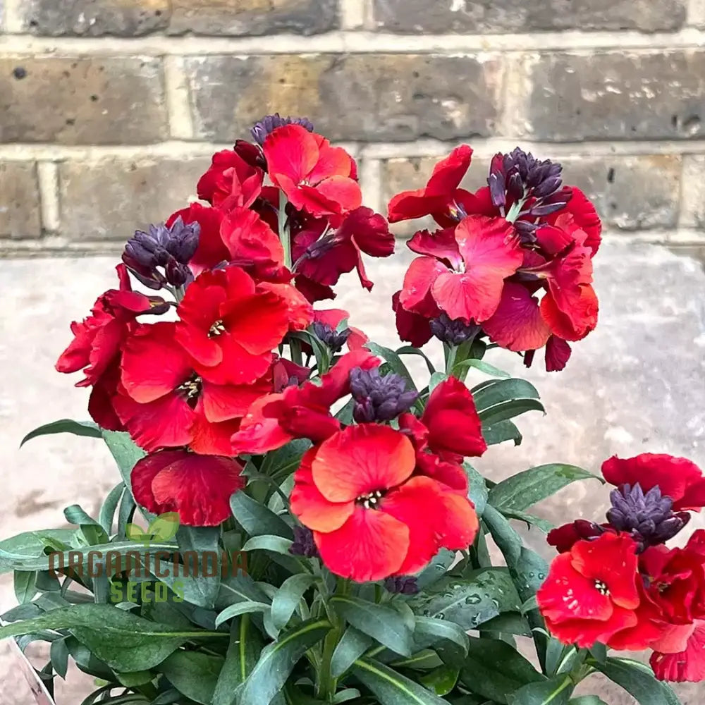 Purple red wallflower seeds for colorful garden blooms