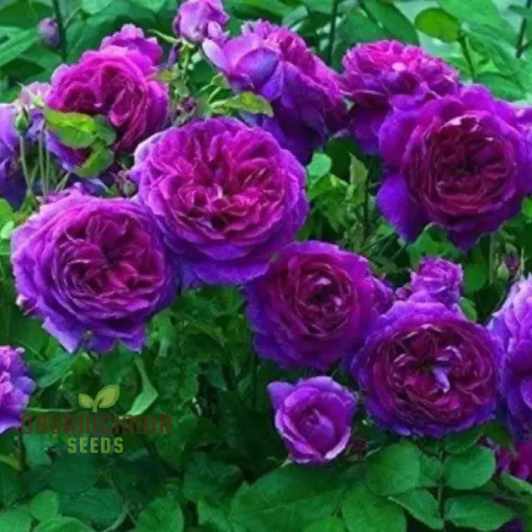 Purple Rose Flower Seeds For Planting Stunning Garden Blooms High-Quality A Beautiful Seeds