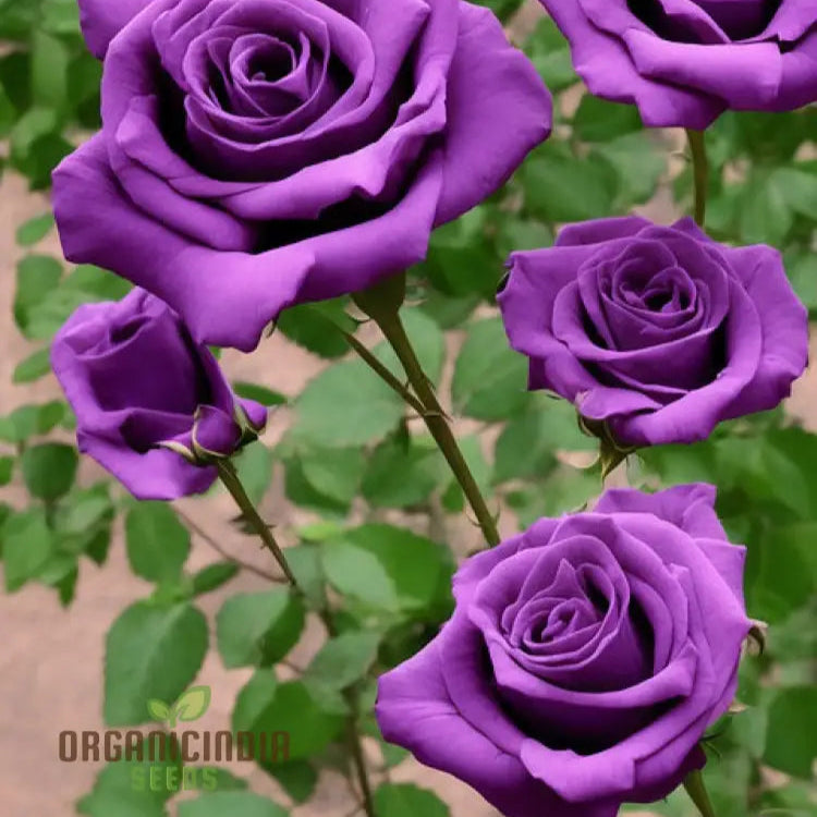 Purple Rose Flower Seeds For Planting Stunning Garden Blooms High-Quality A Beautiful Seeds