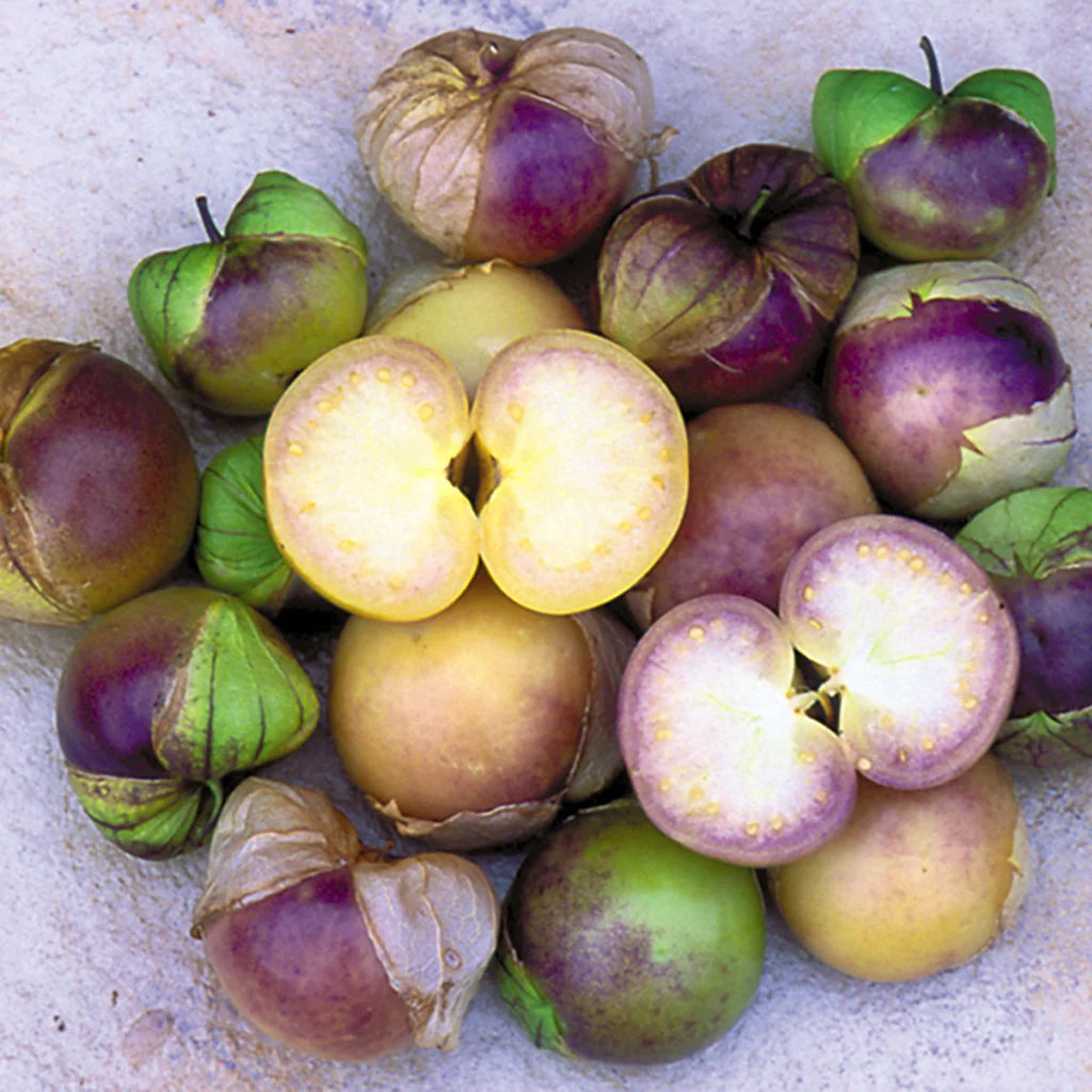 Purple Tomatillo Fruits Developing in Husks