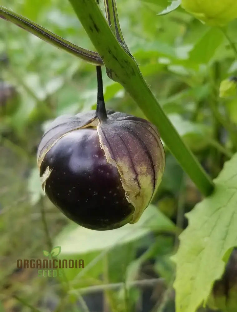 Fresh Purple Tomatillo Fruits from Seeds, Heirloom Garden Plants