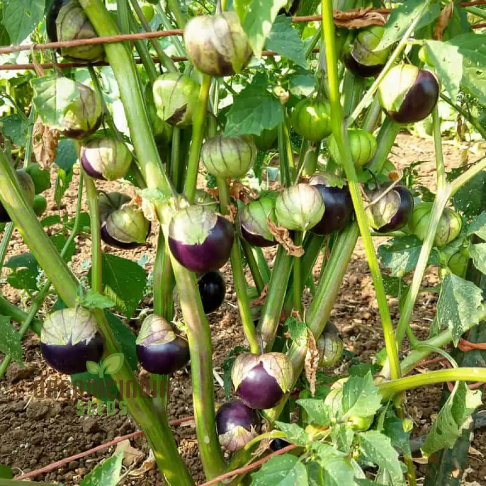 Purple Tomatillo Seeds for Planting, Heirloom Garden Fruit Seeds