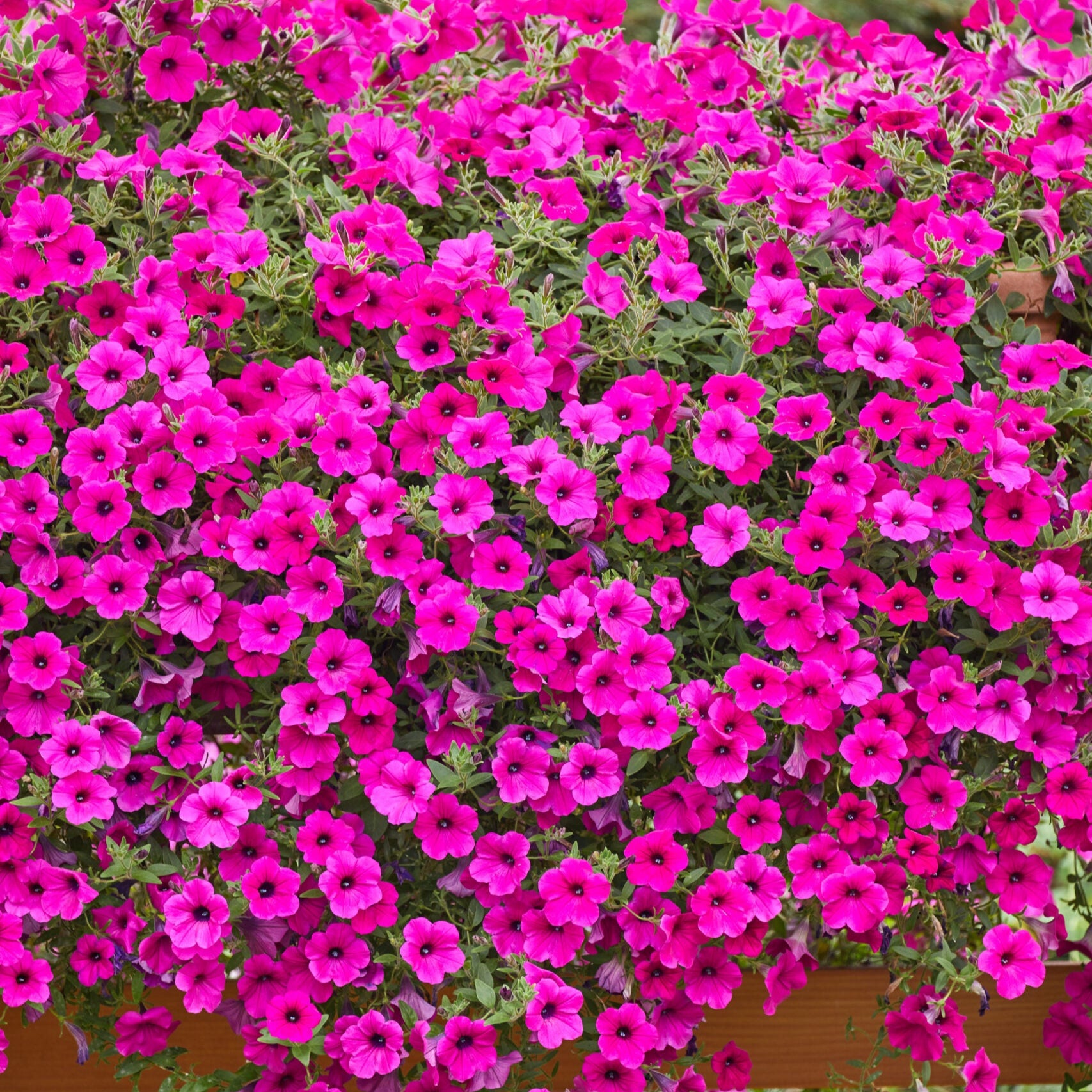 Purple velvet petunia seeds deep purple blooms for gardens