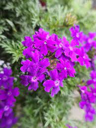 Purple Verbena seeds for pollinator friendly gardens