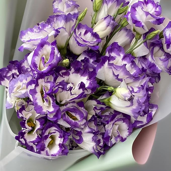 Purple White Lisianthus Flower Seeds for Decorative Garden Beds