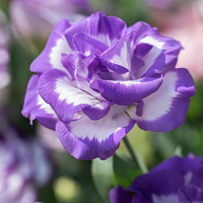 Purple White Lisianthus Seeds for Home Garden and Floral Planting