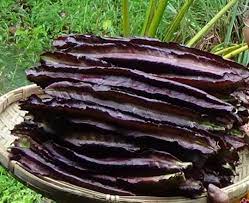 Purple Winged Bean Vine Growing in Container from Seeds, Home Garden Vegetable