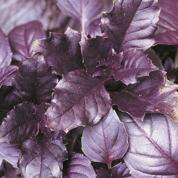 Purple Basil Seeds Heirloom Non-GMO for Culinary Herb Growing