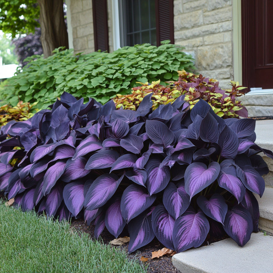 Purple Black Hosta Plants in Shade Landscape