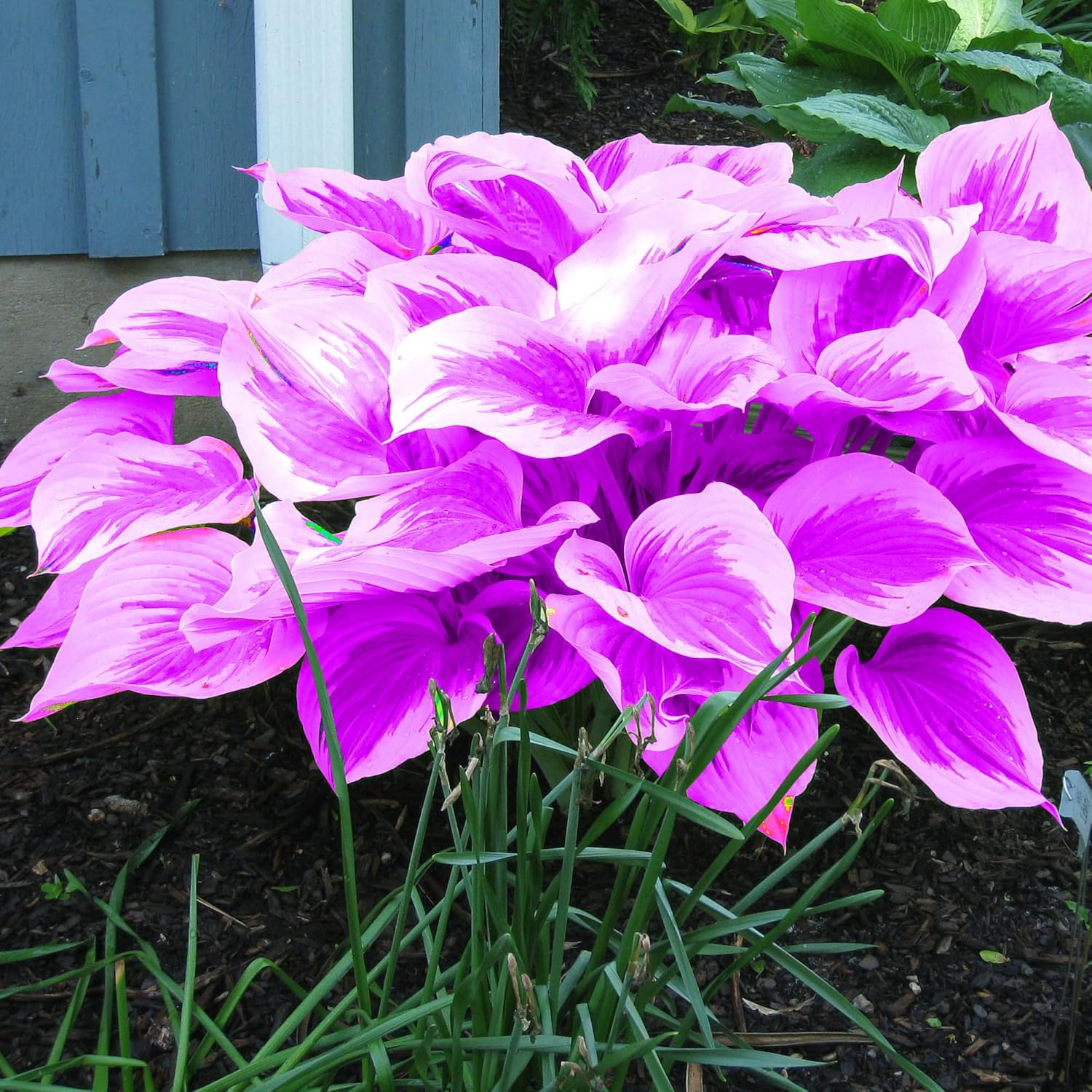Purple Hosta Growing in a Shaded Garden Border