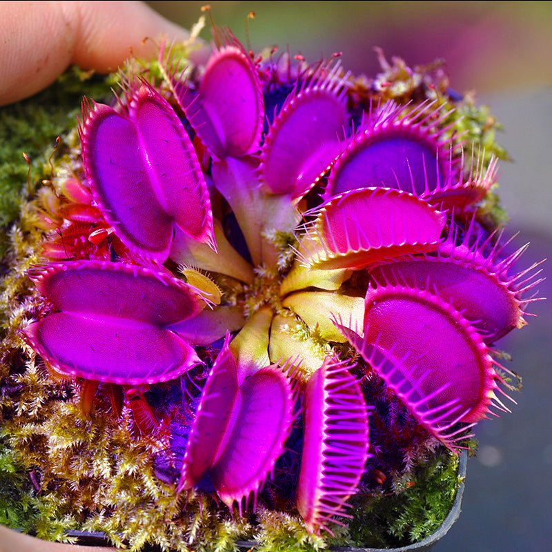 Purple Venus Flytrap Seeds Dionaea Muscipula with Deep Purple Traps