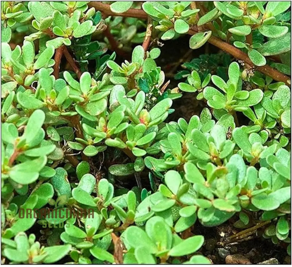 Purslane Green Herb Seeds for Planting in Home Garden