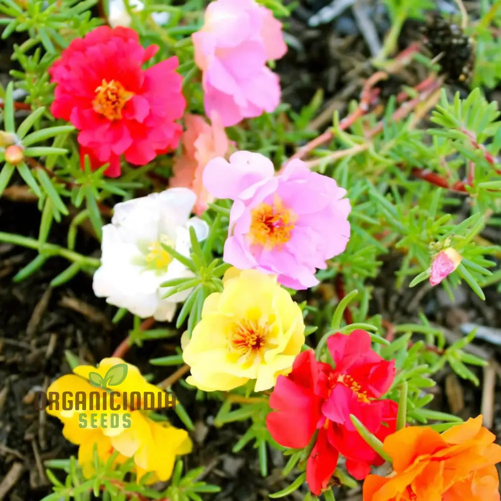 Scarlet purslane blooms in full sun