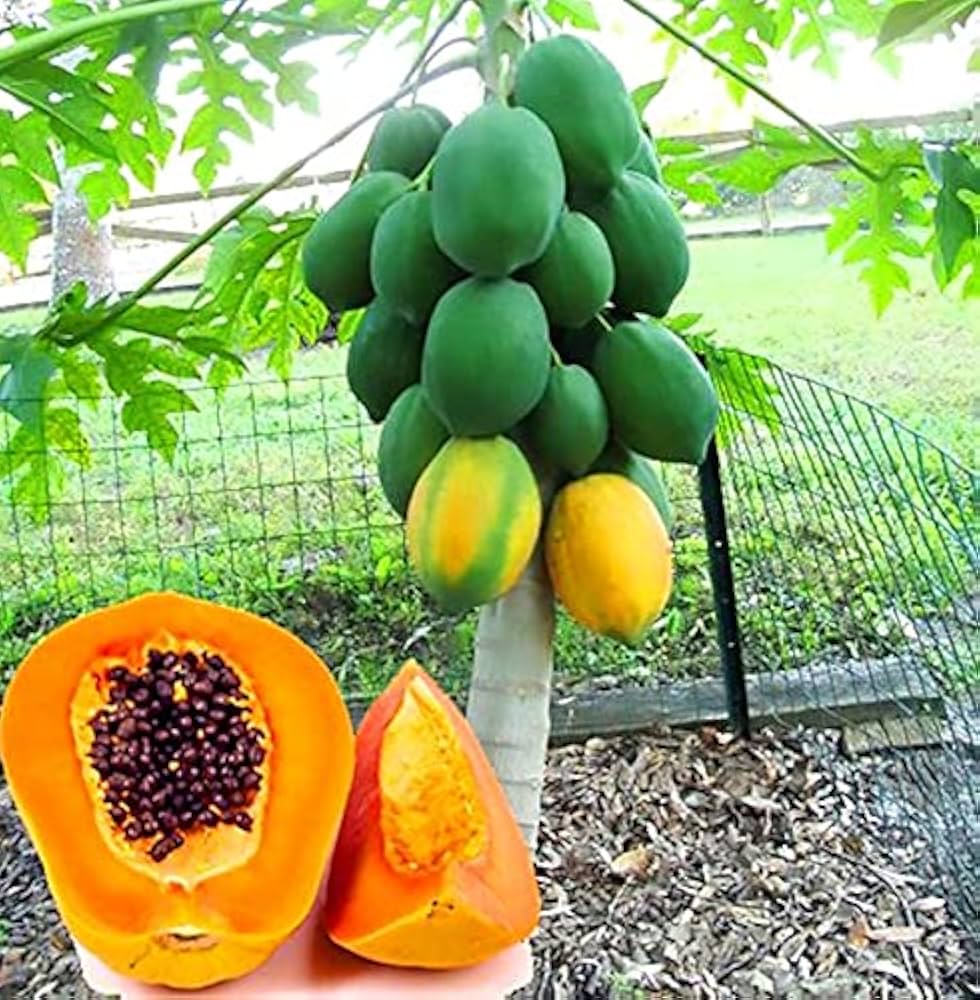 Pusa Dwarf Papaya Seeds for Planting Compact High-Yield Trees