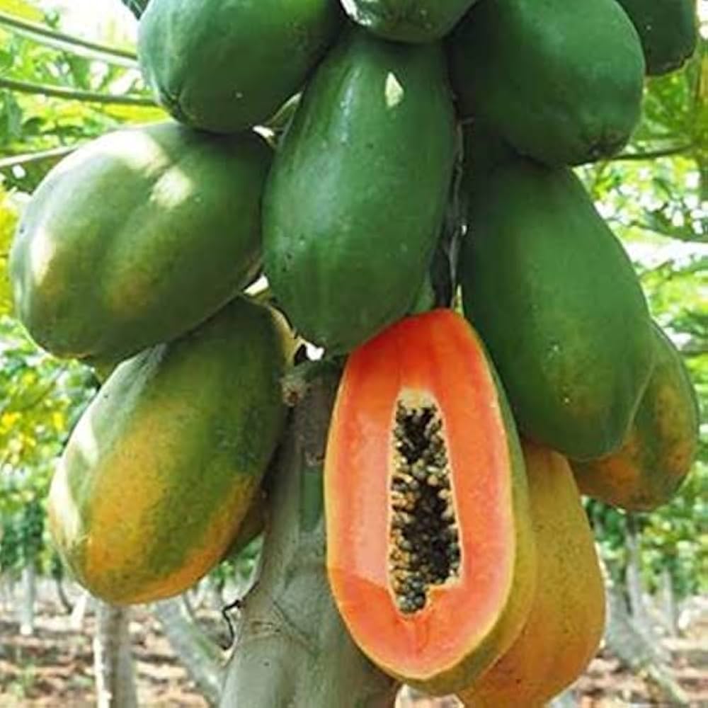 Fresh Pusa Nanha Papayas Grown from High-Yield Seeds