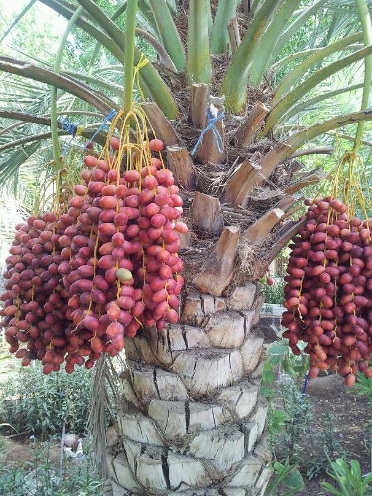 How to Grow Pygmy Date Palm Seeds – Germination and Planting Guide