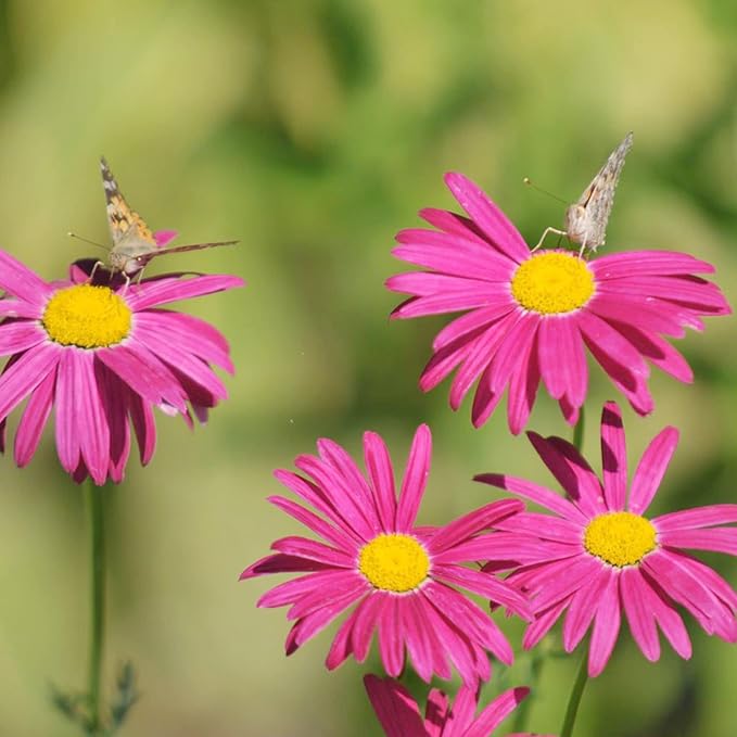 Perennial Pyrethrum Daisy flower seeds for gardens