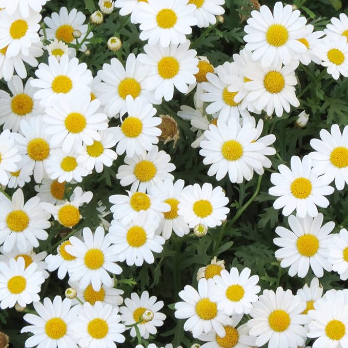 Pyrethrum Daisy Seeds Tanacetum cinerariifolium for planting
