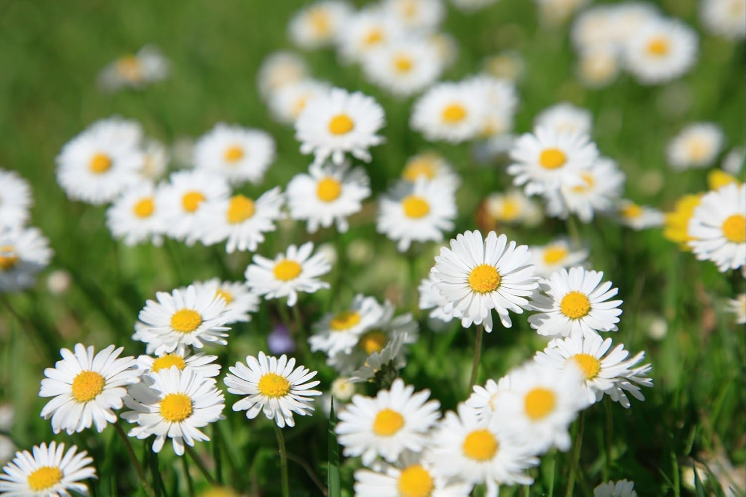 Non-GMO Pyrethrum Seeds for Garden Borders and Beds