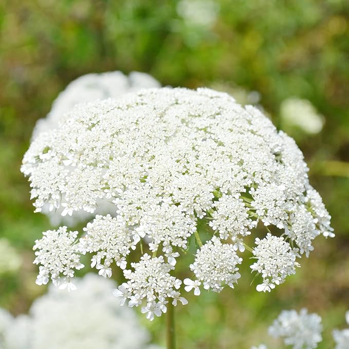 Queen Anne’s Lace seedlings grown from seeds in garden