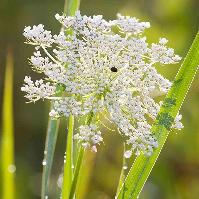 Queen Anne’s Lace seeds growing in outdoor garden bed