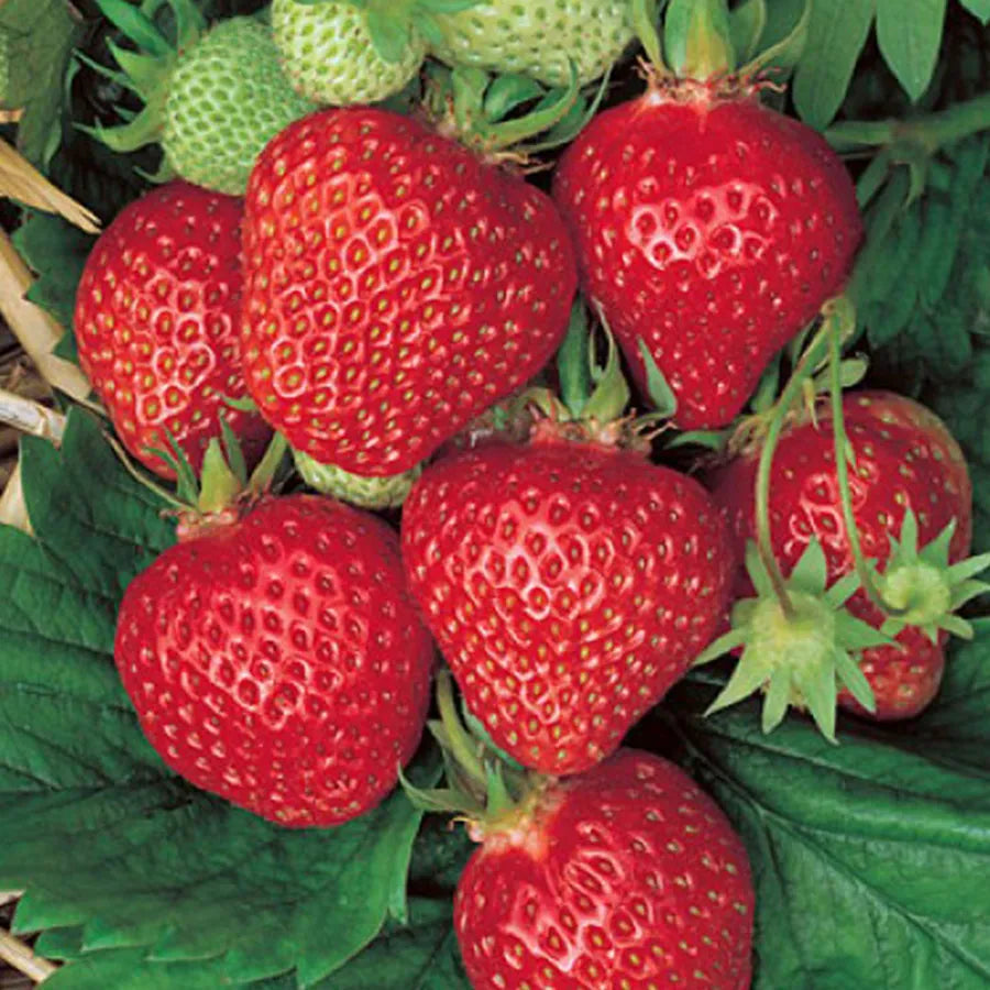 Quinault strawberry plants growing in a home garden with ripe berries