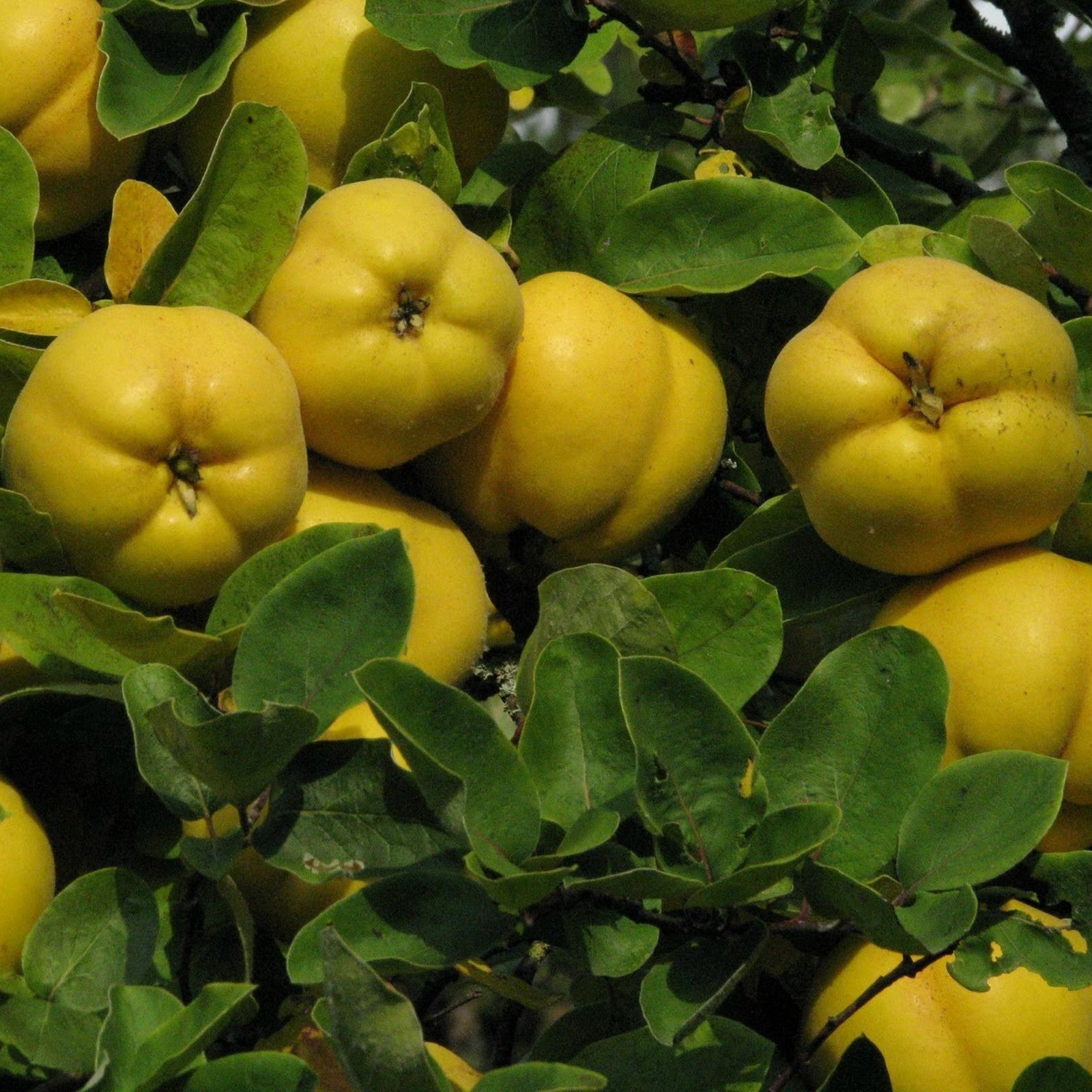 Quince tree seeds with high germination quality