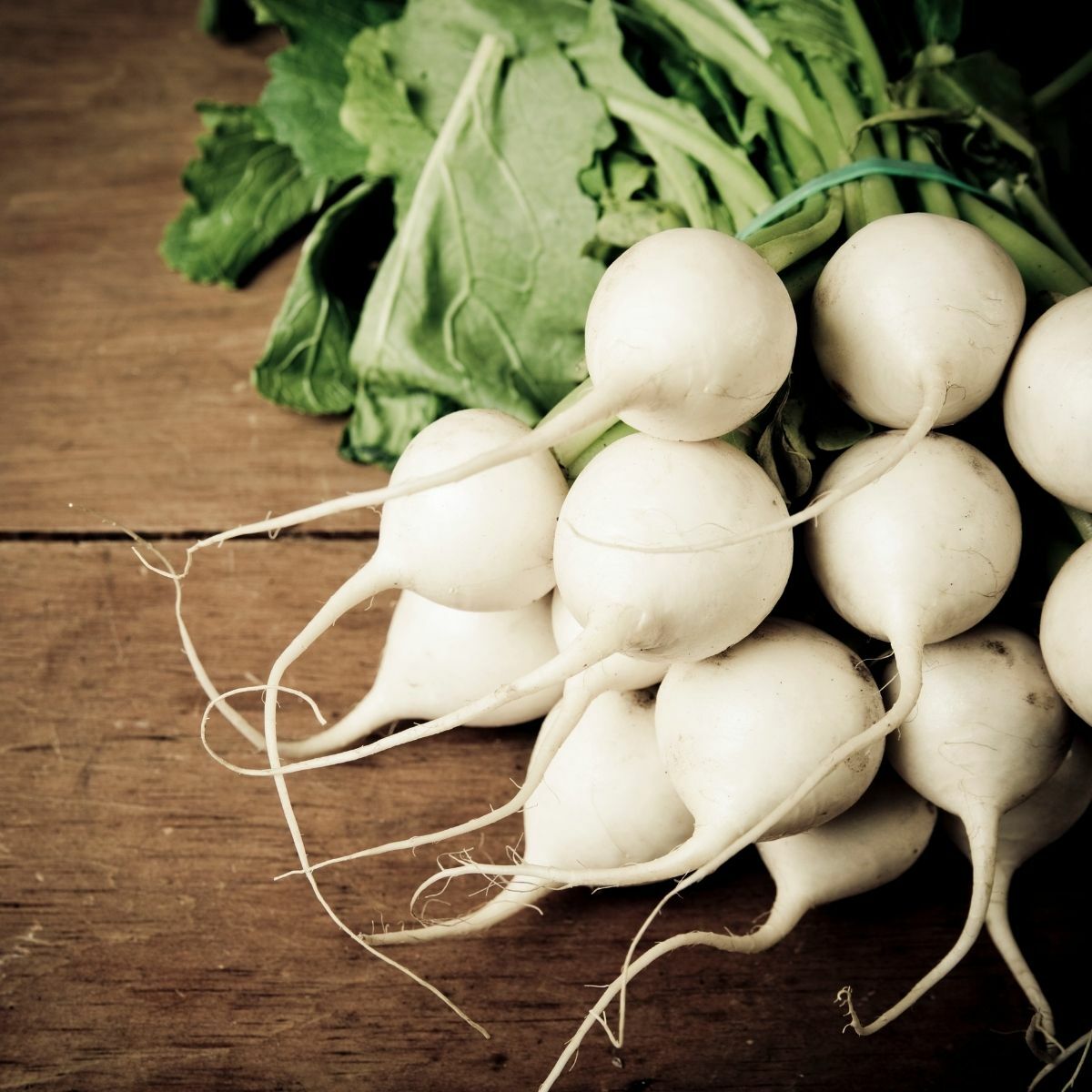 Mature Albena Radish Plant with Bright Red Roots from Seeds