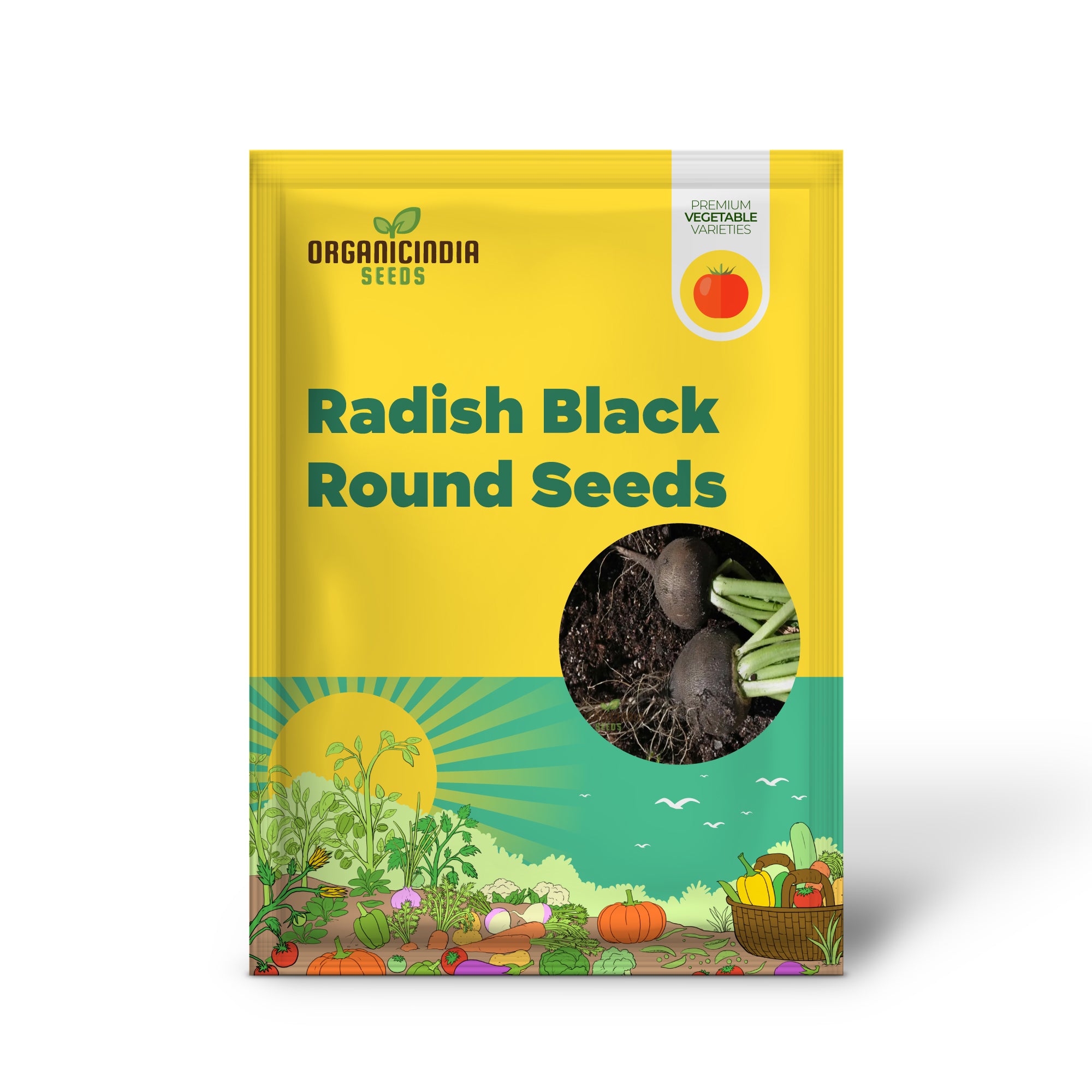 Black Round Radish Seedlings Growing from Seeds, Home Garden Variety