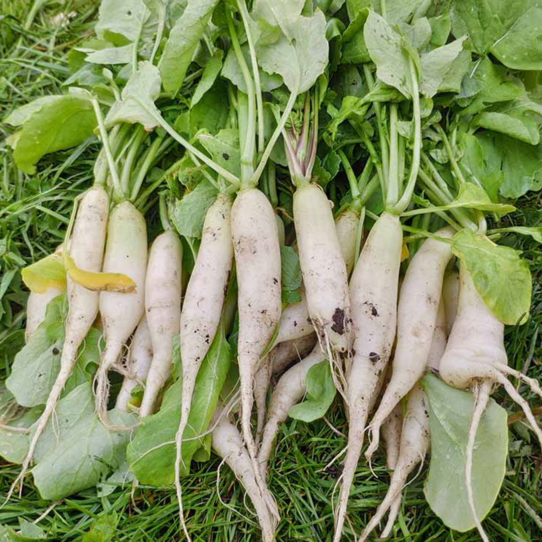 Icicle Radish Seeds for Garden, Easy-to-Grow Vegetable Seeds
