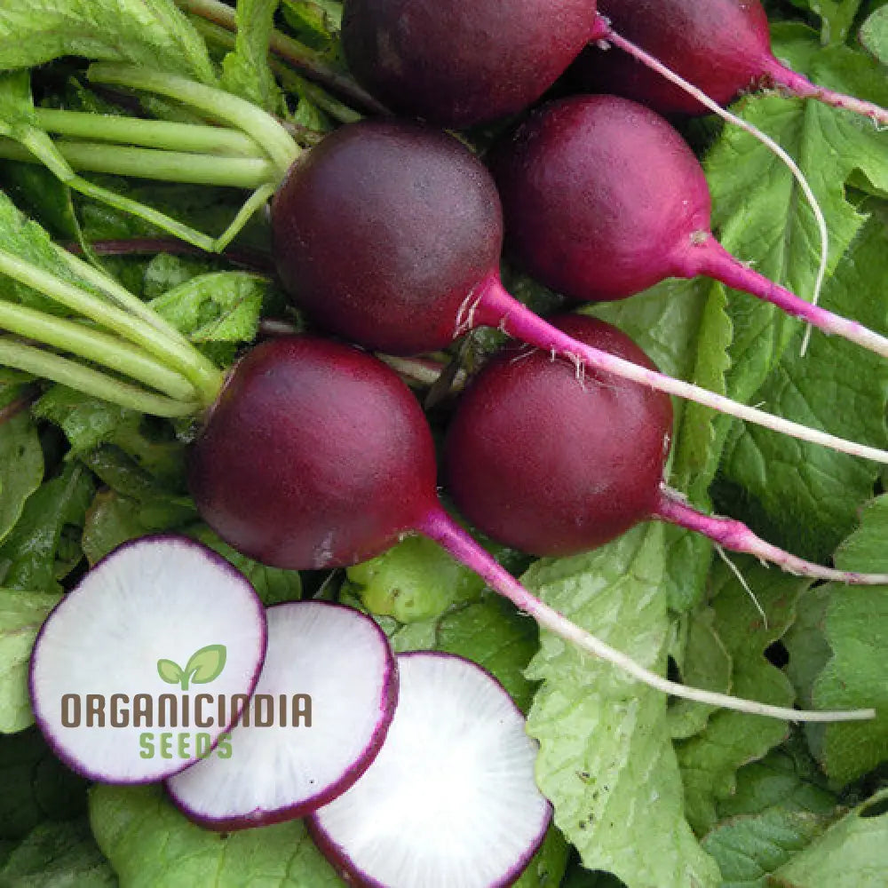 Radish Malaga Violet Seeds for Planting, Easy-to-Grow Garden Radishes