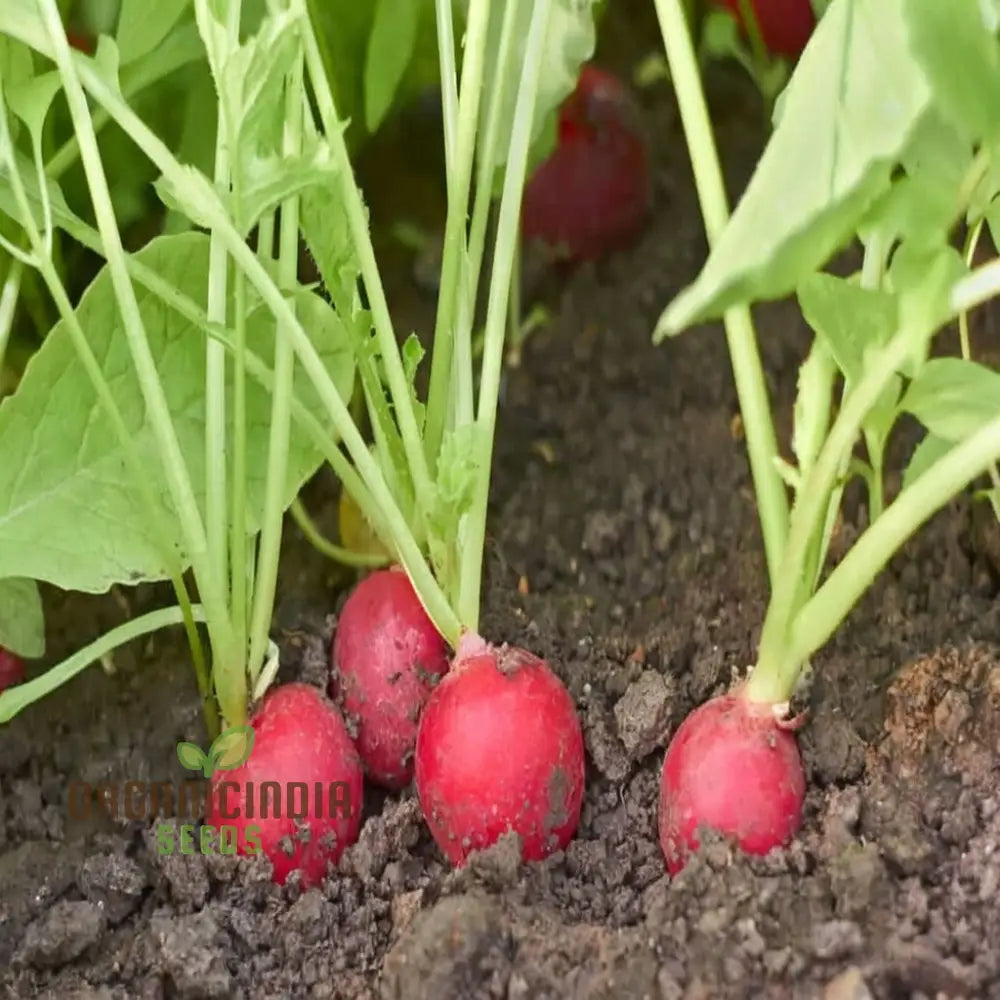Radish SAXA 2 Seeds for Home Garden, Fast-Growing Heirloom Vegetable Seeds