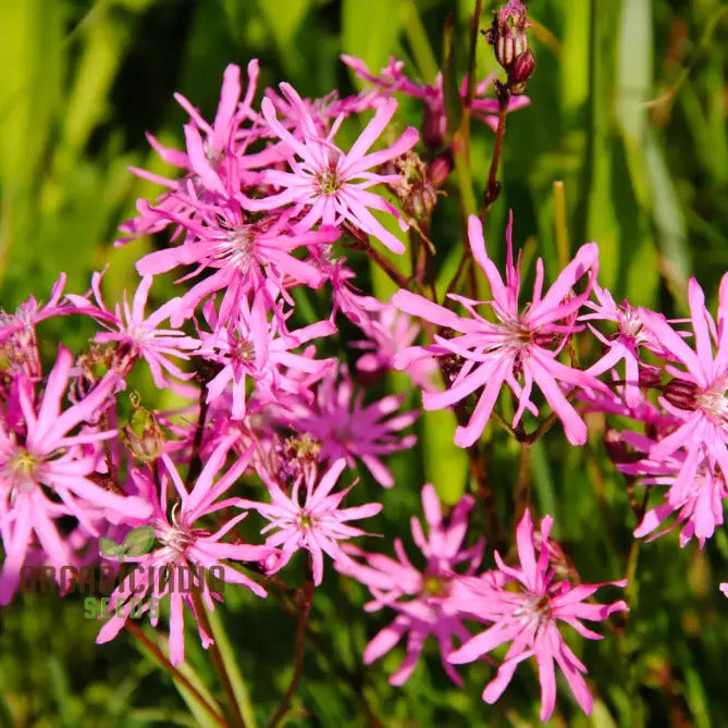 Ragged Robin Flower Seeds For Planting: Your Botanical Haven For Gardening Enthusiasts Seeking