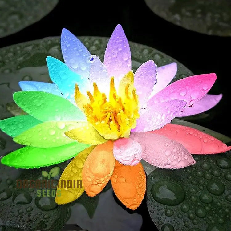 Rainbow Bowl Lotus Aquatic Flower Seeds | Vibrant Multi-Color Blooms For Your Garden Pond Premium