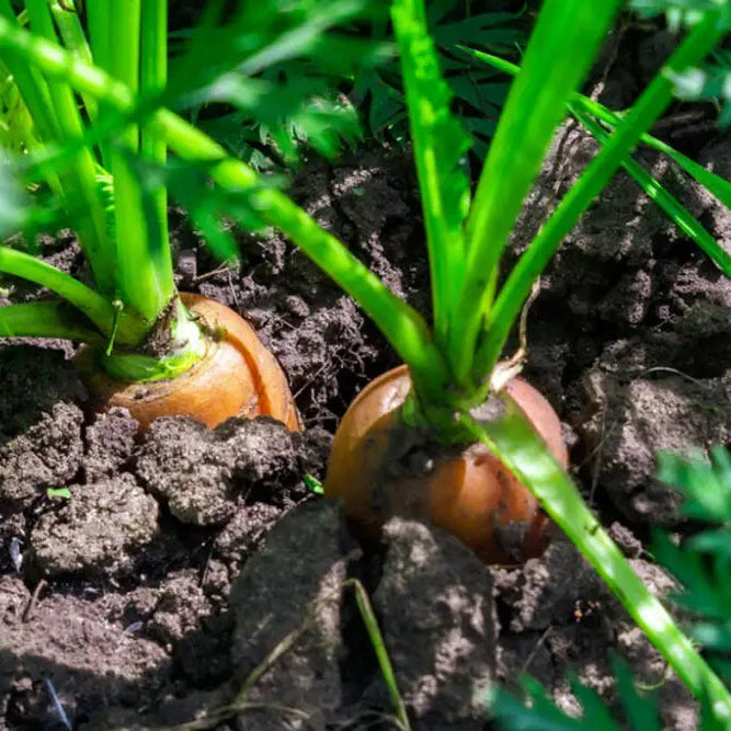 Rainbow Carrot Seeds Pack for Planting, Heirloom Vegetable Seeds