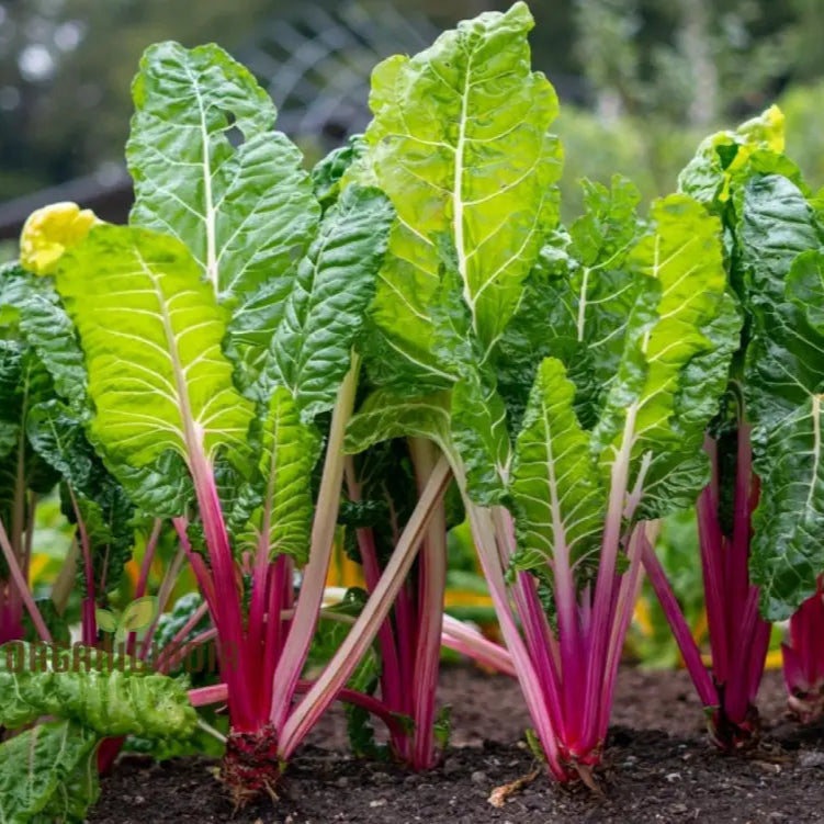 Rainbow Swiss chard seeds for home garden planting