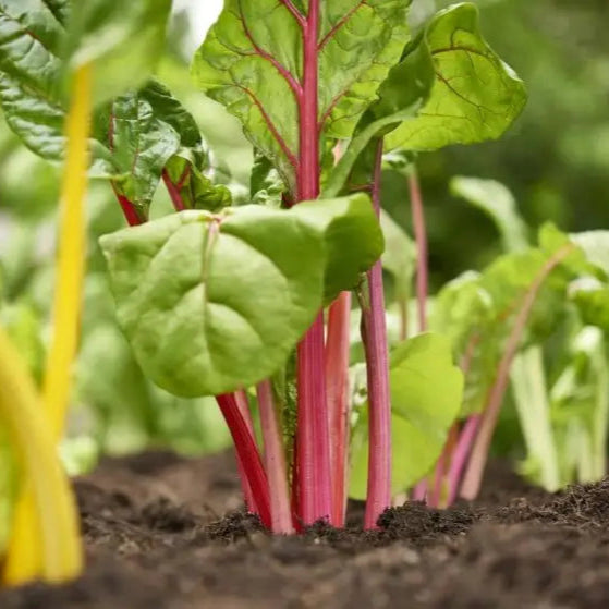 Rainbow Swiss chard plant grown from seeds in home garden