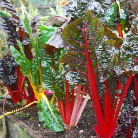 Colorful Swiss chard stems grown from rainbow chard seeds