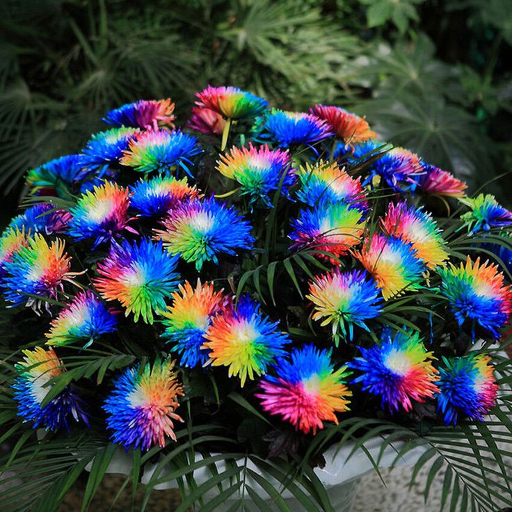 Rainbow Gerbera seeds with colorful bloom mix